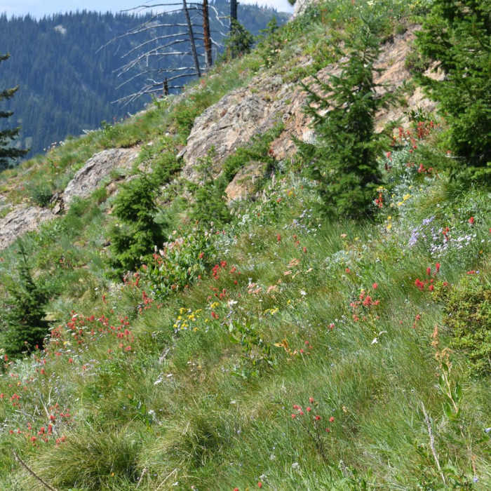 Near Illinois Peak Near Illinois Peak