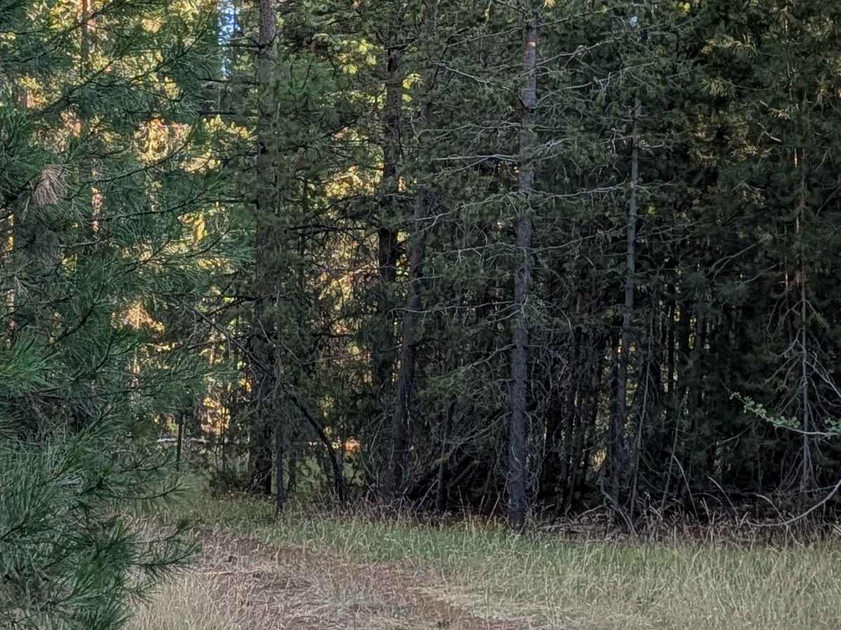 White Deer Lake - FS 41N40 photo 5