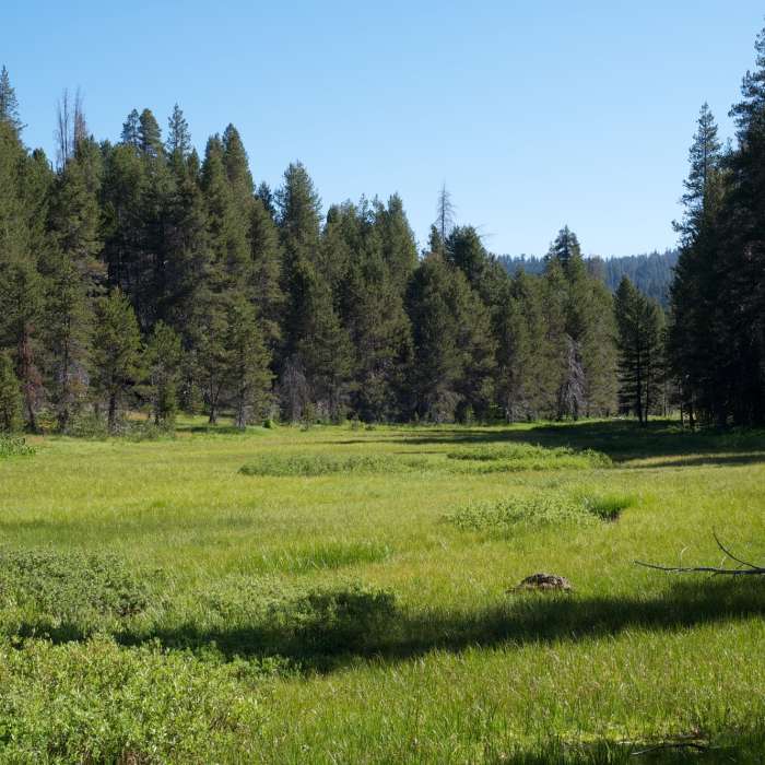 Near McGurk Meadow Trail