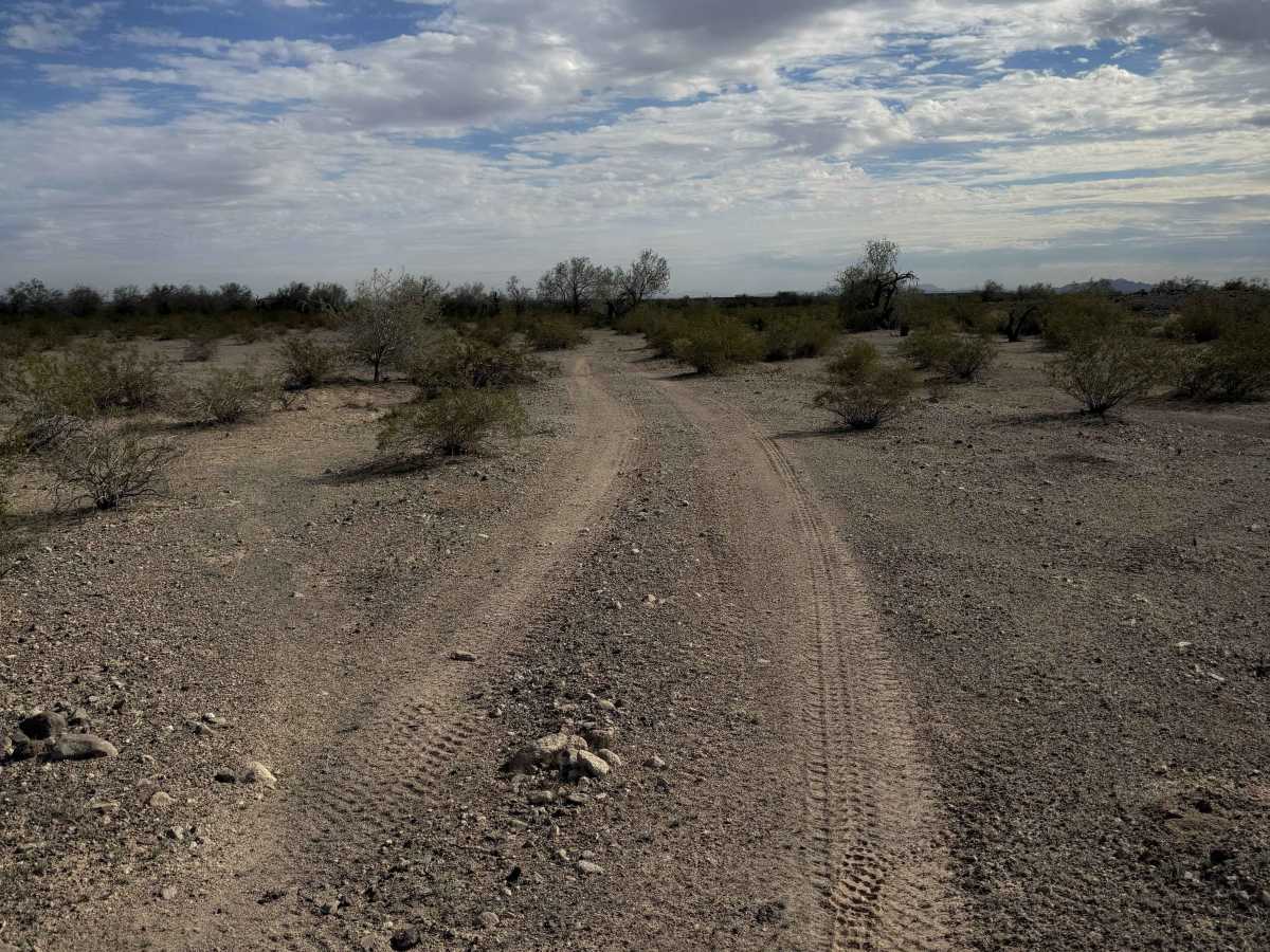 Sonoran Spur  photo 4