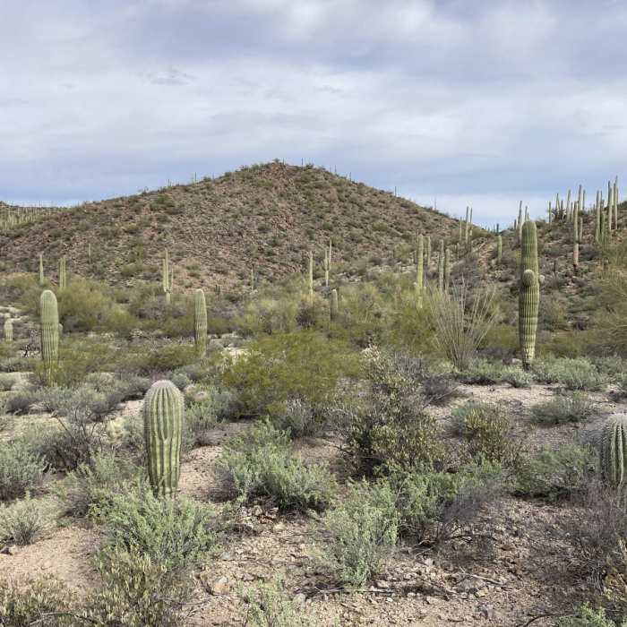 Near Mosaic Trail to Bactrian Summit