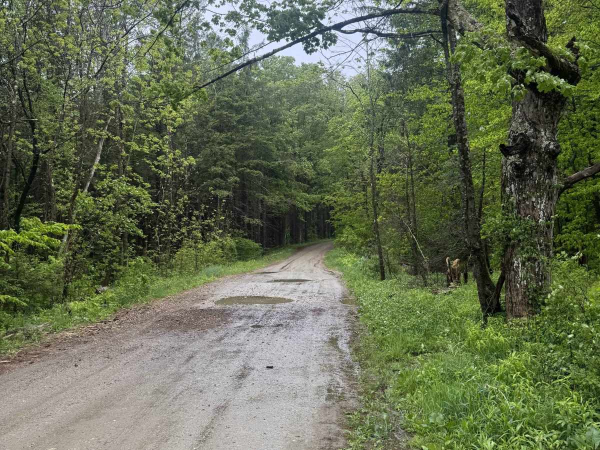 Country Road trail photo