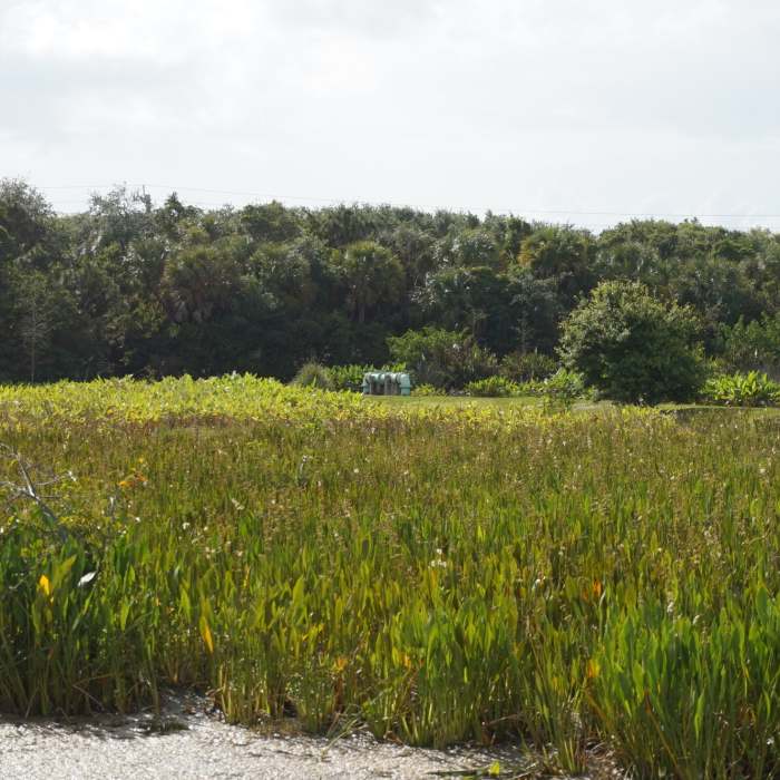 Near Green Cay Wetlands Boardwalk