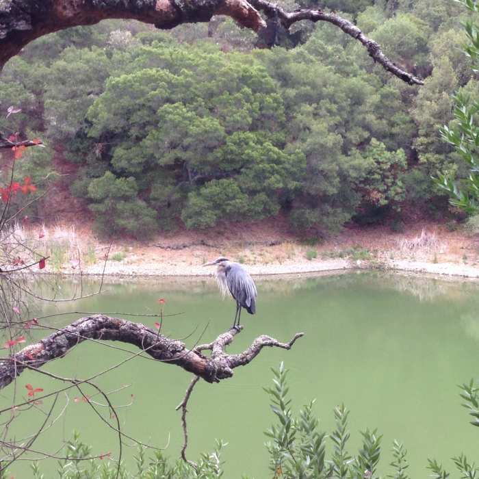 Near EBRPD Trails Challenge 2017: Anthony Chabot