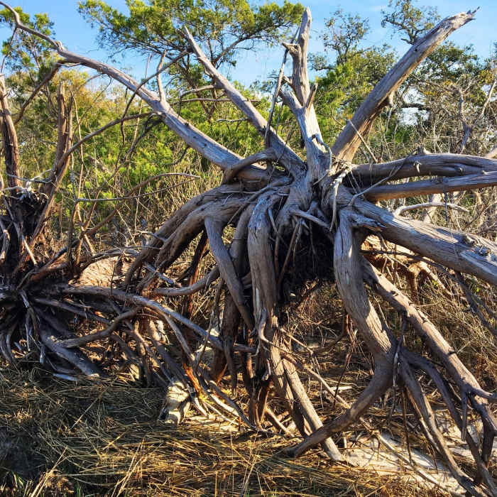 Upturned trees sit alongside the Cape Fear River on Oak Toe. Near Oak Toe Trail