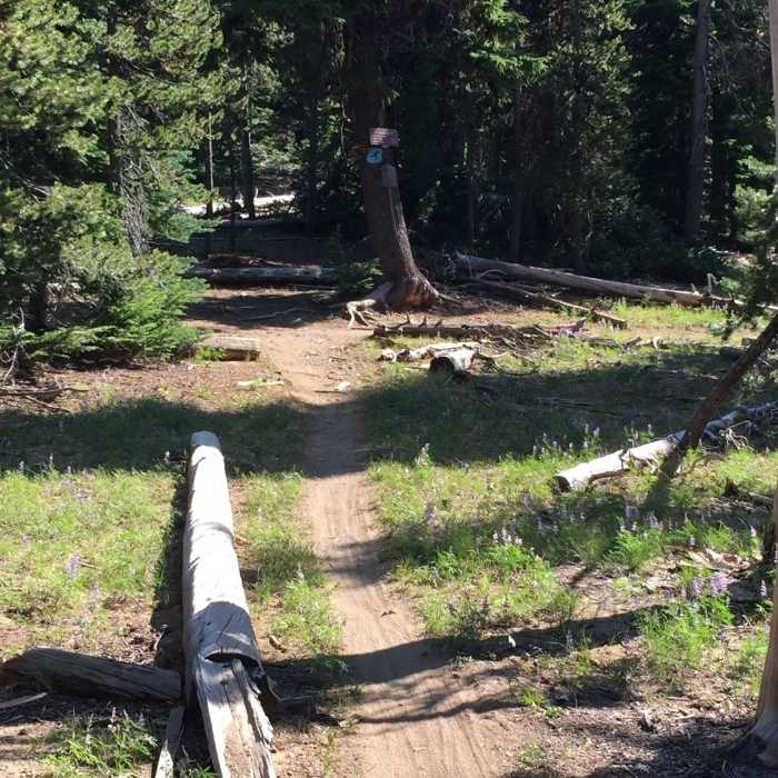 Intersection of Flagline Tie and Flagline Trail. Near Swampy Lakes Loop