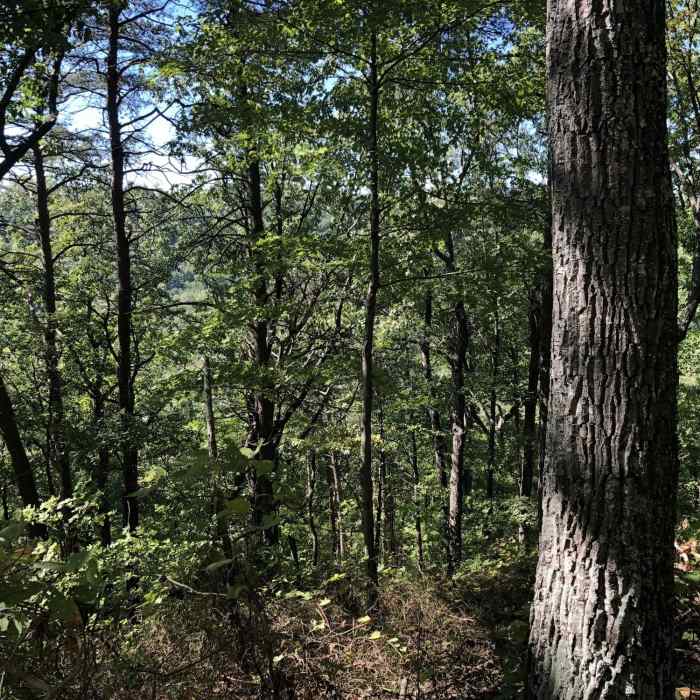 Near Lake Vista to Tree Lane