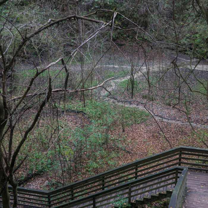 FloridaFall13-06676 Near Devil's Millhopper Geological State Park