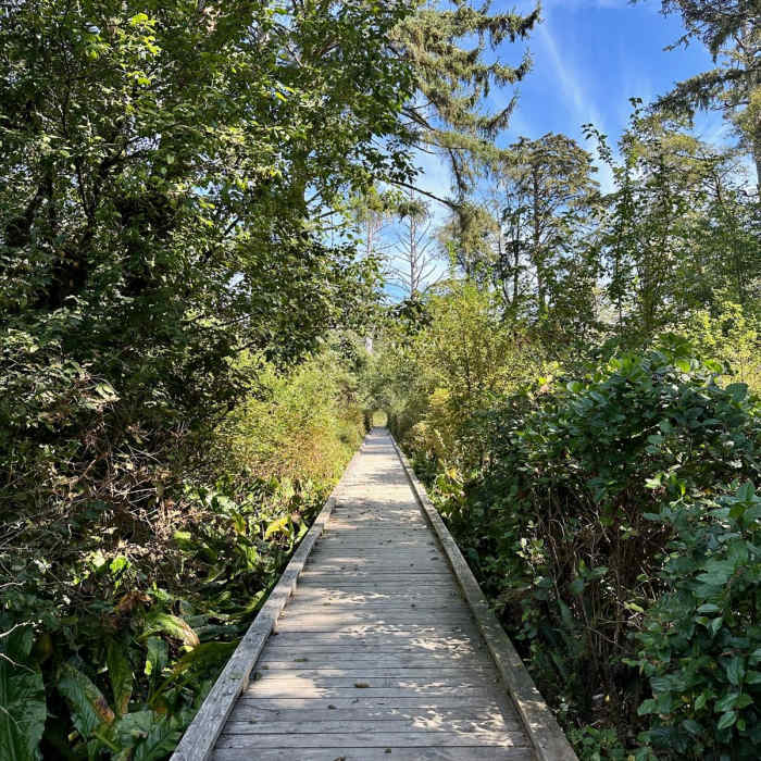 Near Old Growth Cedar Trail