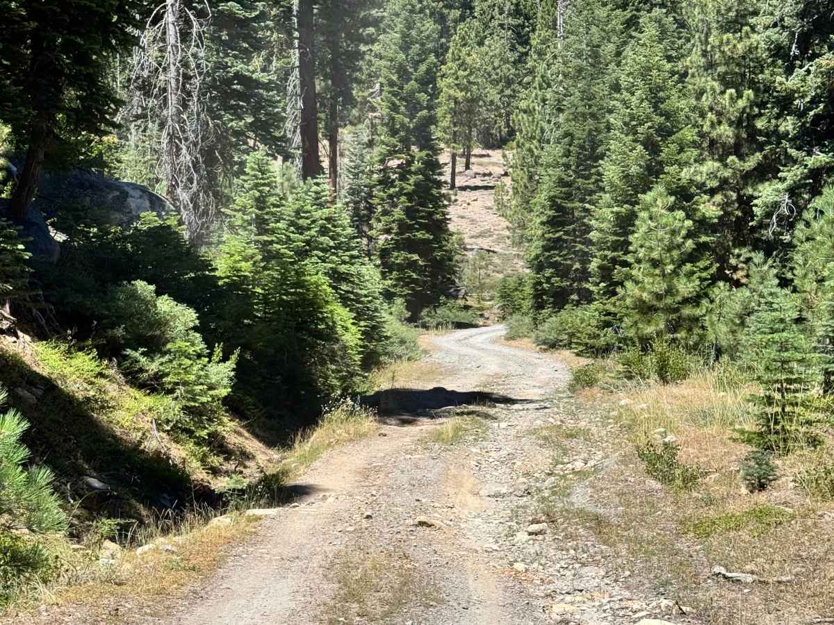 Rattlesnake - FS 5N14 photo 6