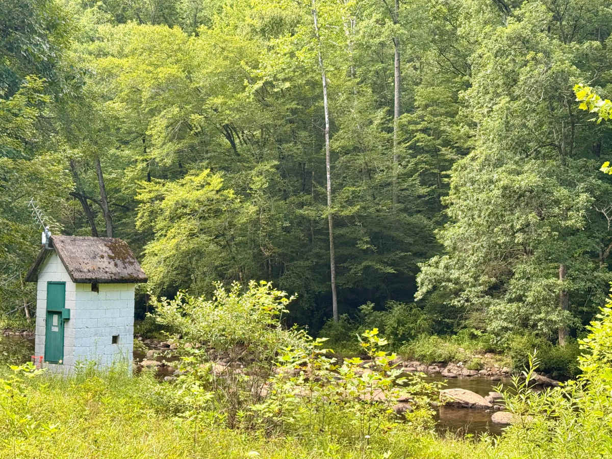 Cranberry- FS 76 photo 5