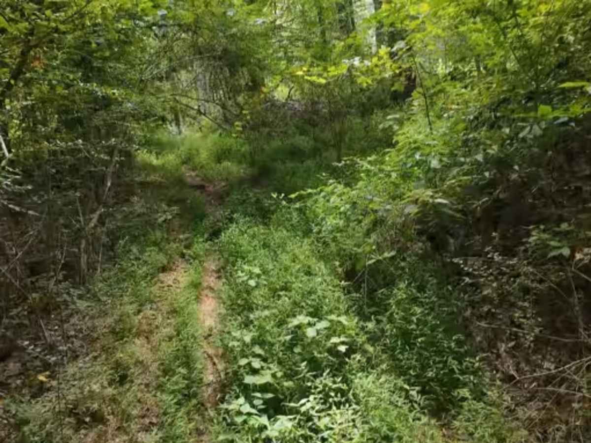 Wheeler Woods Trail photo 4