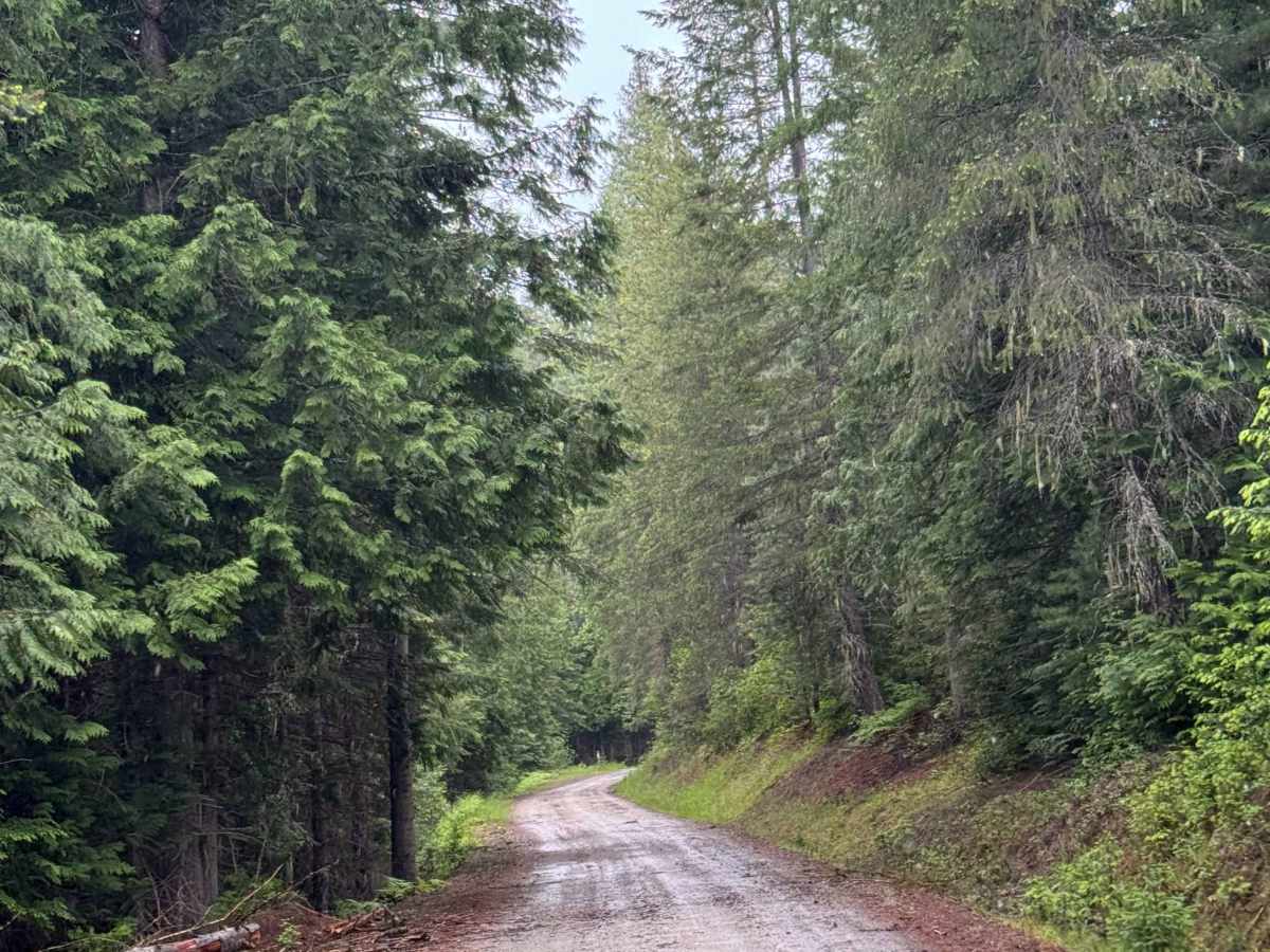 Lamb Creek Road - FS 310 photo 3