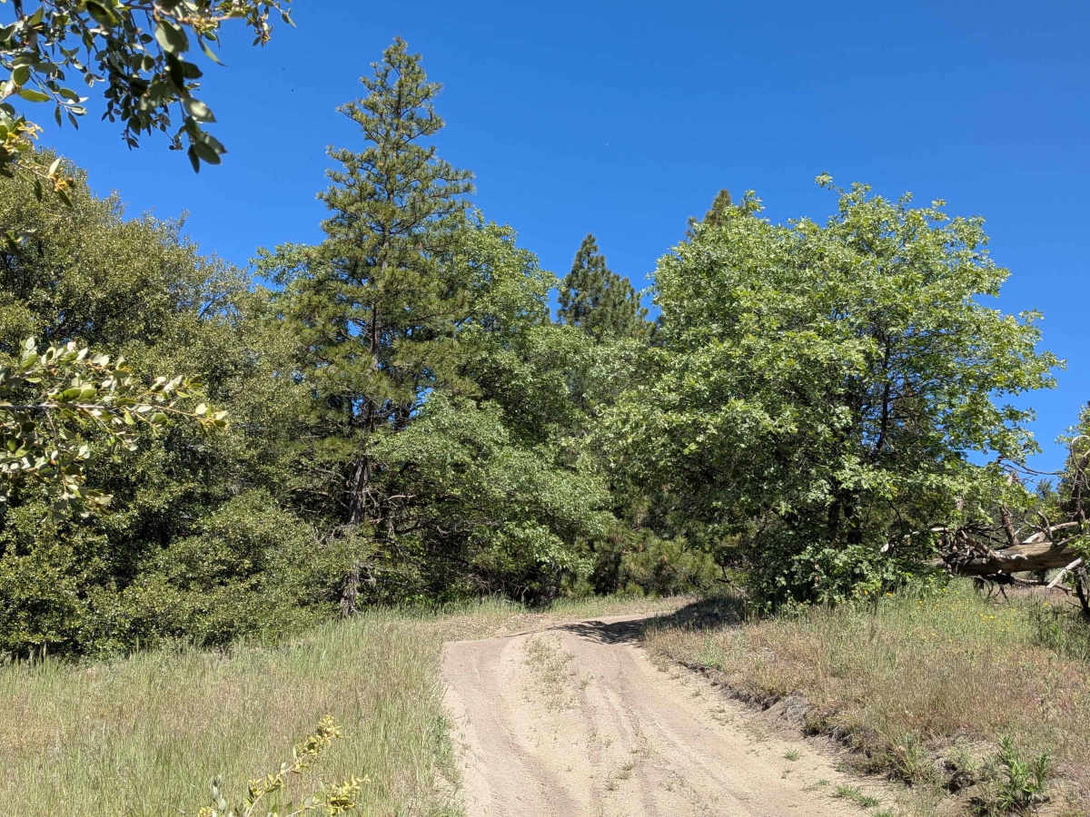 Evans Flat - FS 32E53A trail photo