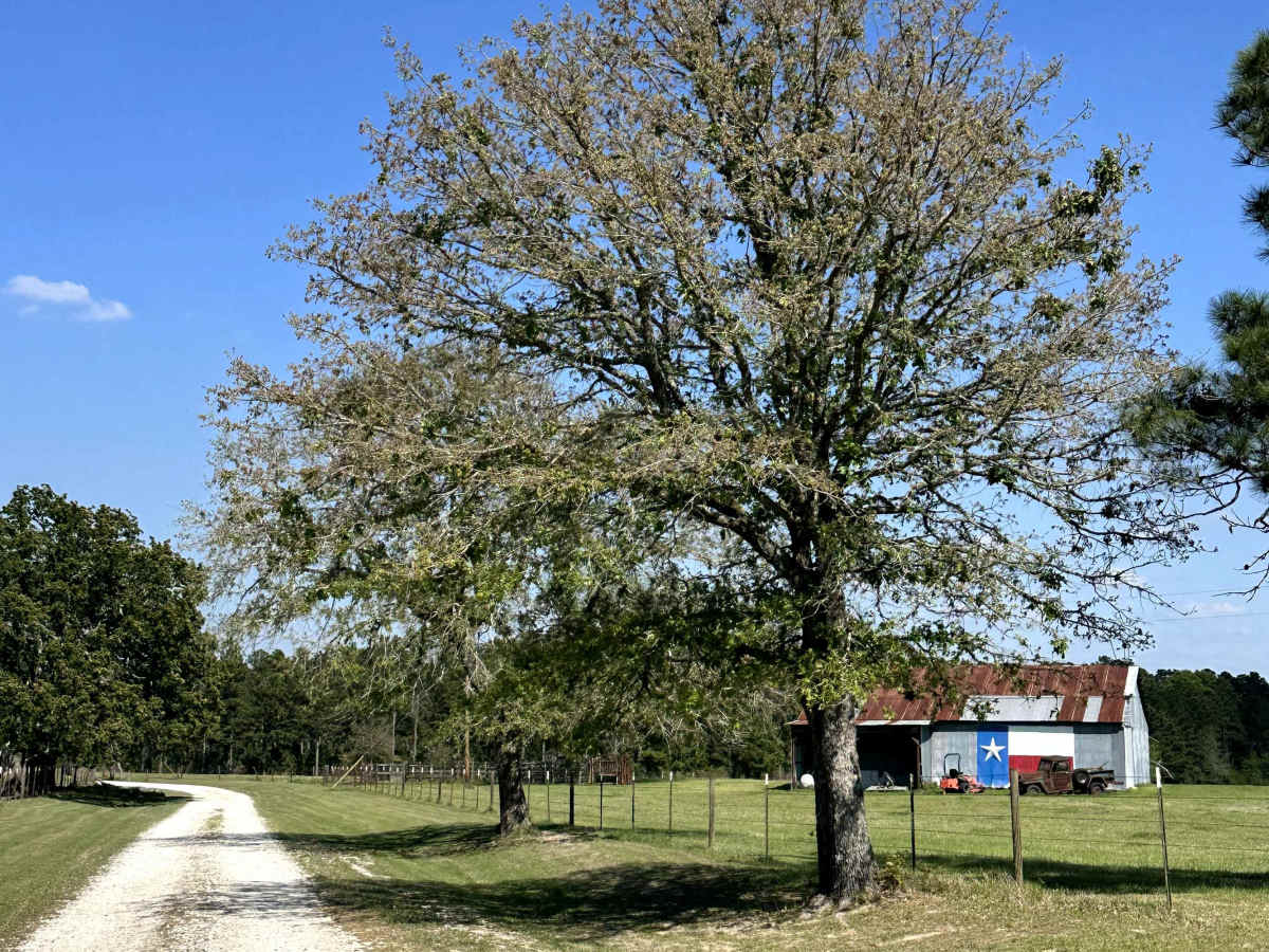 Elmer Smith Road photo 5