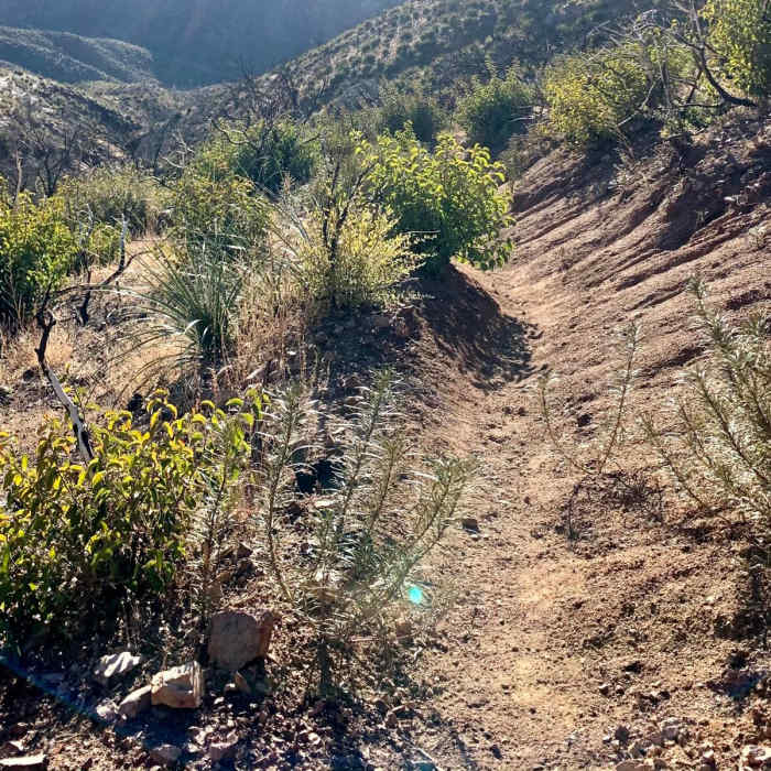 Near Reavis Valley Trail #109