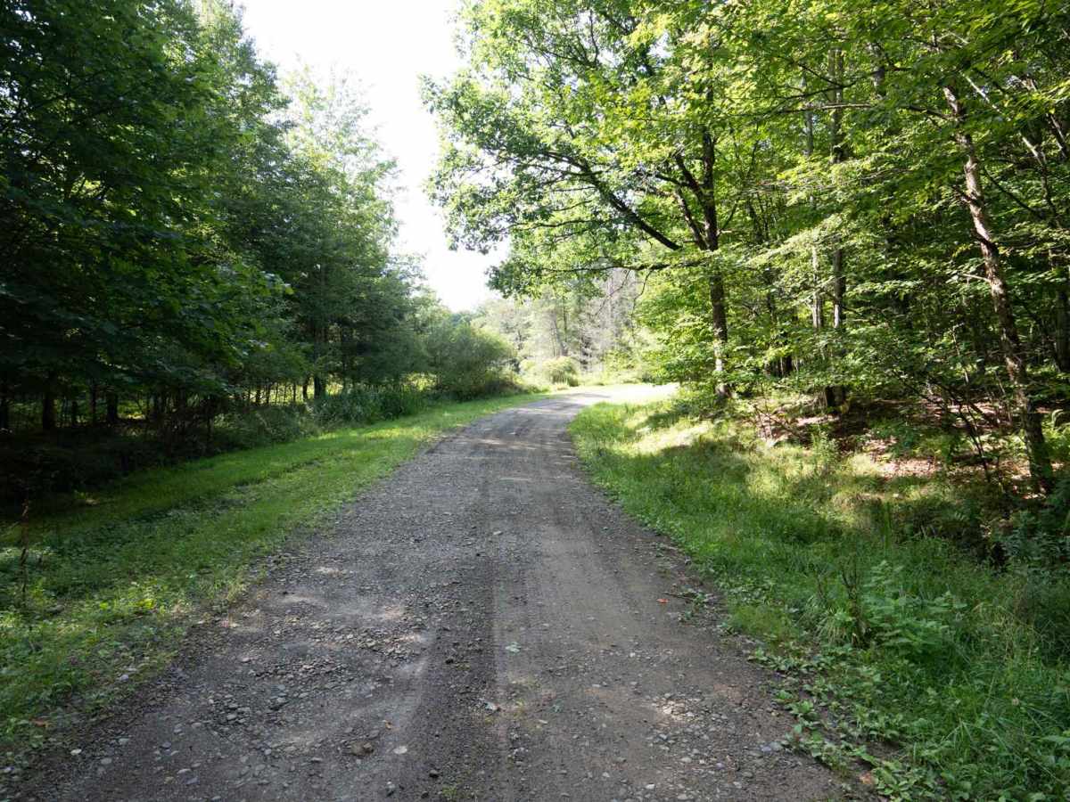 Rehler Forest Road photo 3