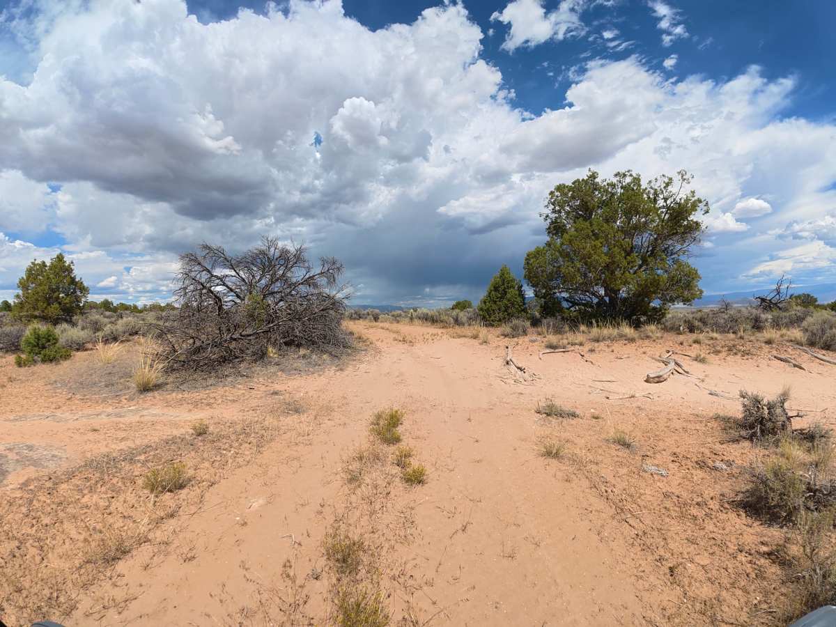 BLM 290 photo 4