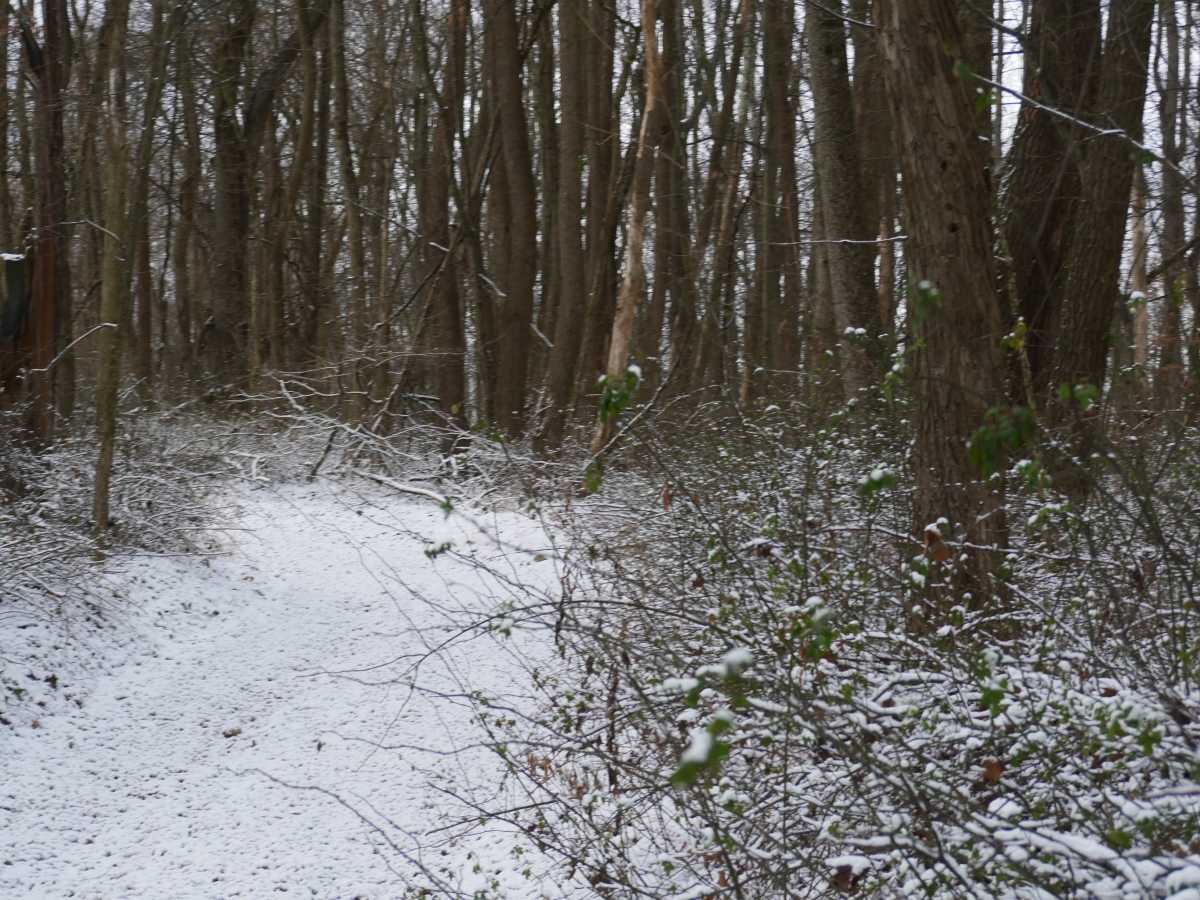 Trail 40 photo 4