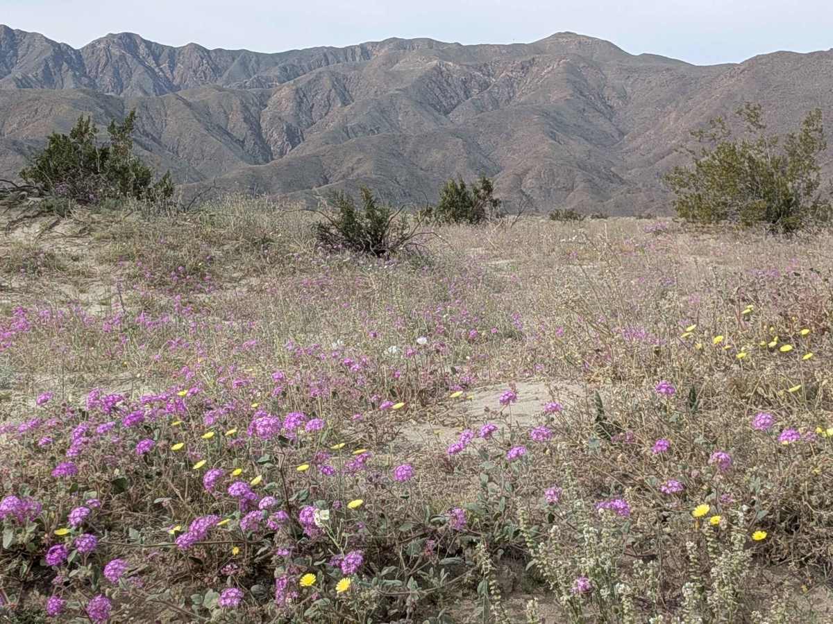 Coyote Canyon Road photo 6