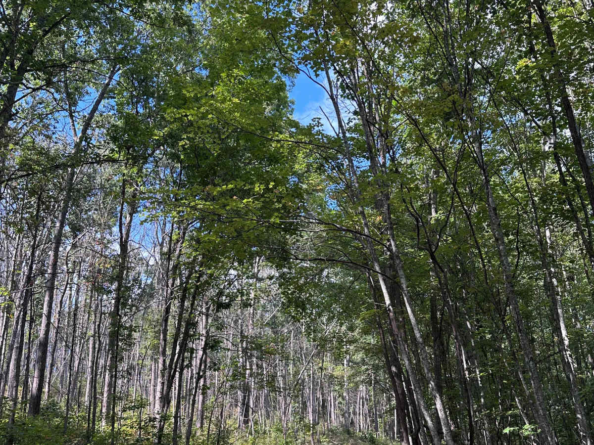 Limekiln Spur  trail photo