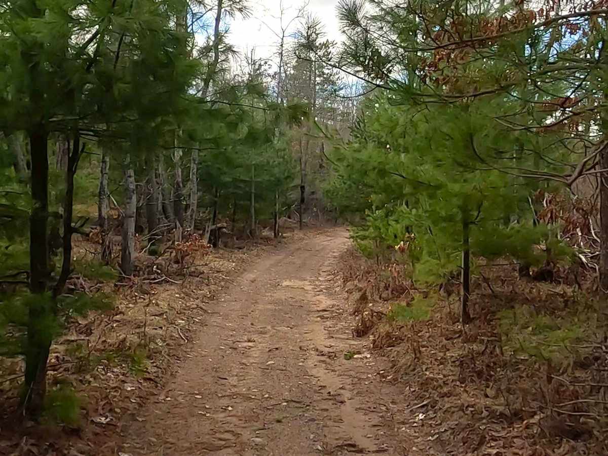 ORV H-57 7 : Mack- Bull Gap Trail photo 4
