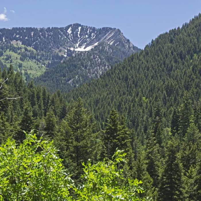 Near Bowman Fork Trail