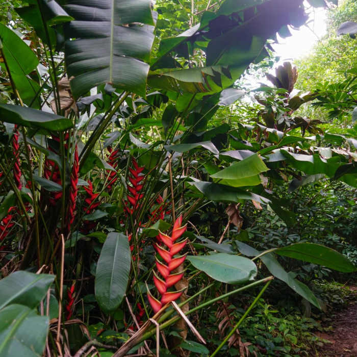 Near Kolowalu Trail Near Kolowalu Trail