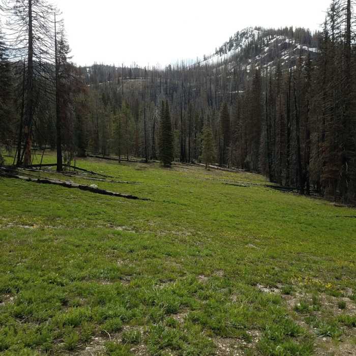 Regrowth meadow near Jennnie Lake Near Jennie Lake Trail