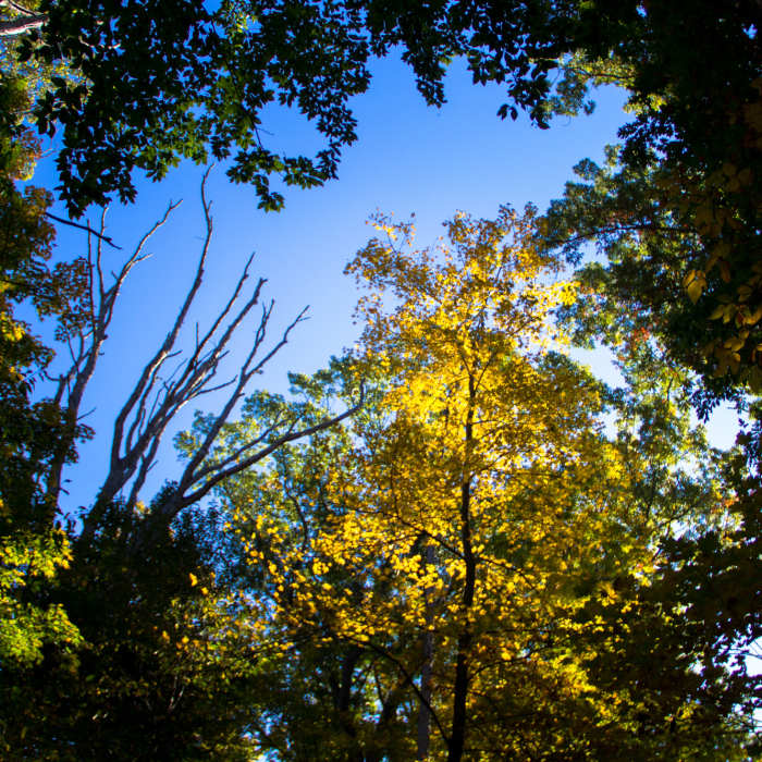 Near Dripping Rock Trail