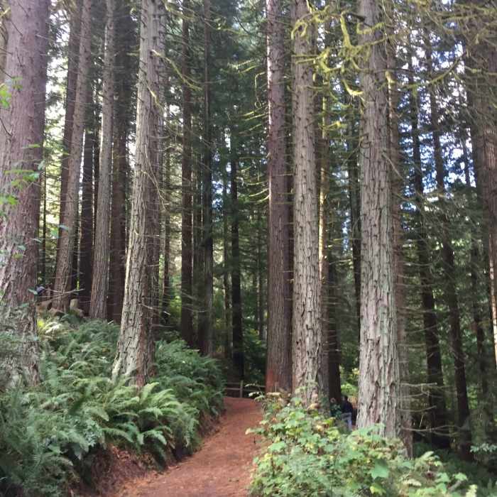 Near Hoyt Arboretum Loop