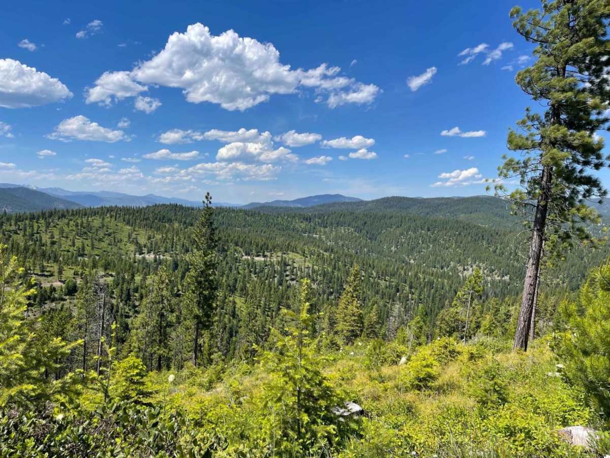 Lolo Springs Lookout photo 3