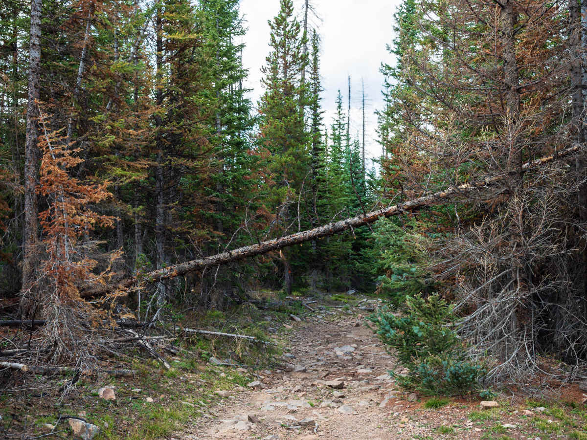 Forest Boundary - FS 70528 photo 5