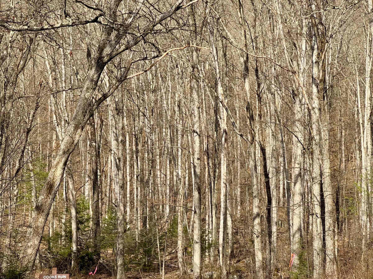 Cooks Run Road trail photo