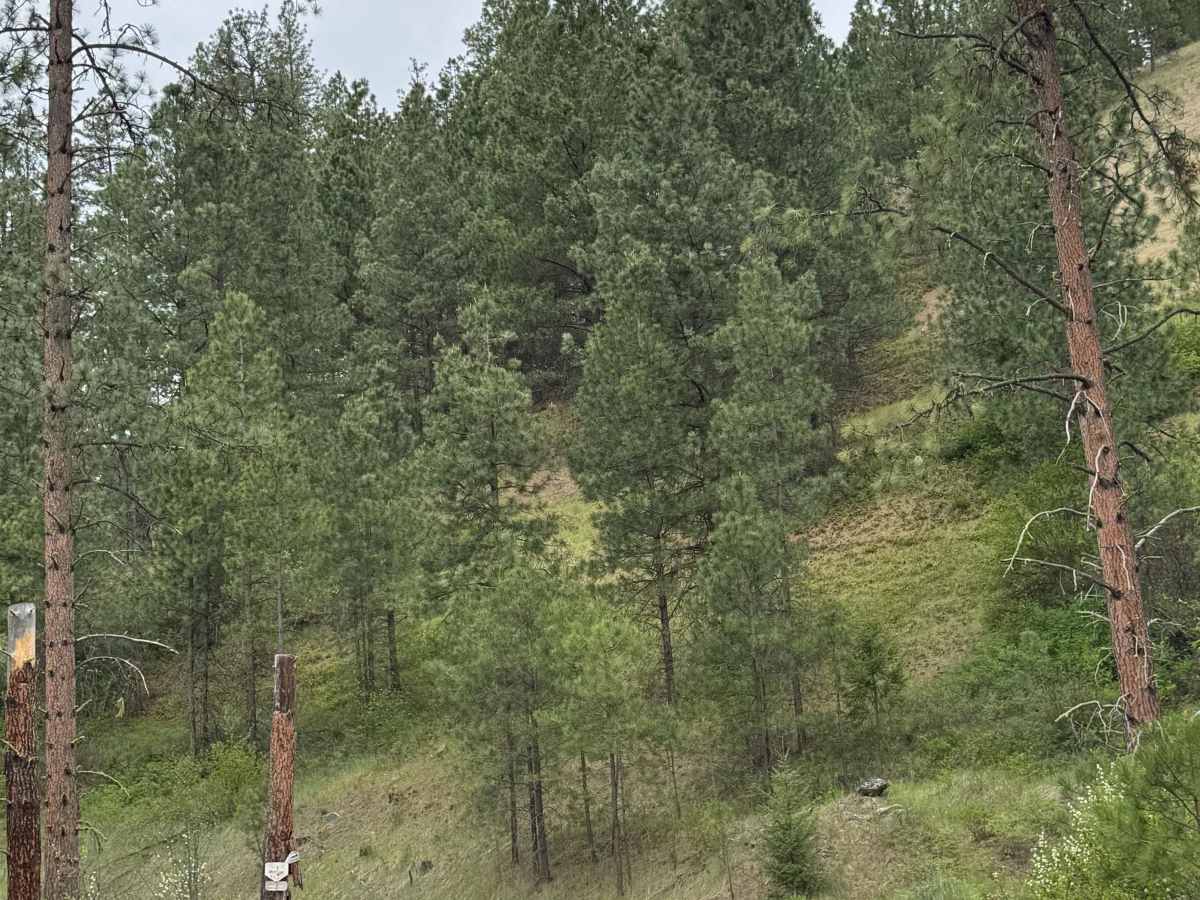 Coyote - FS 2000-085 trail photo