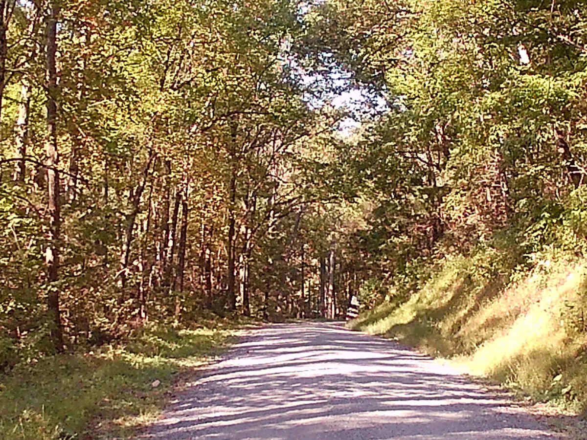Timber Road photo 4