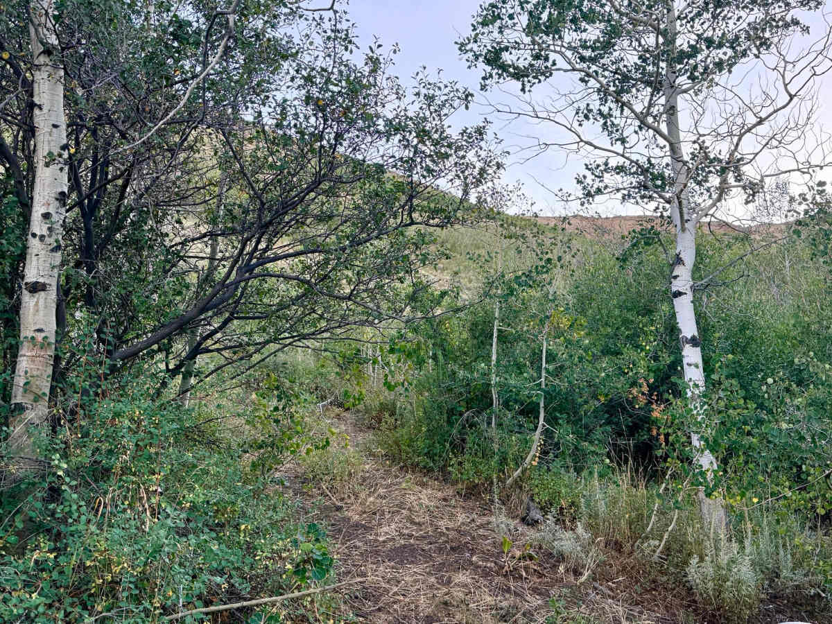 Independence - FS 16209 photo 3