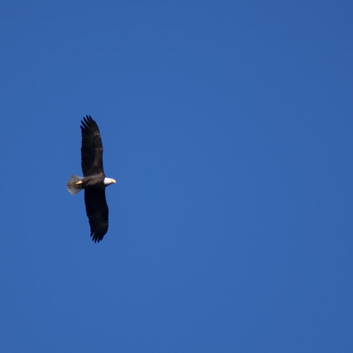 Bald Eagle, over Jordan Lake Near Poe's Ridge Trail