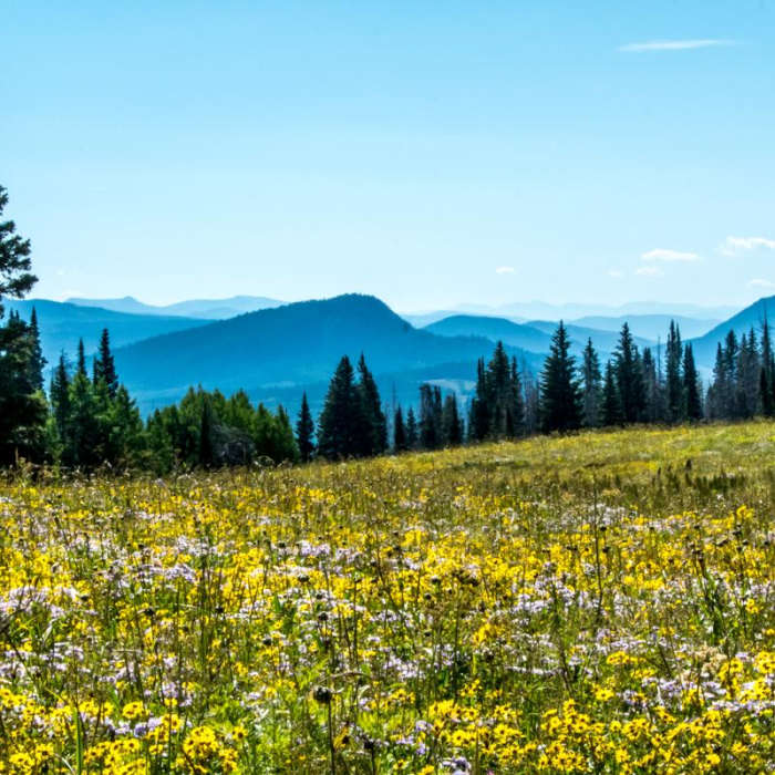 Near Rabbit Ears Peak