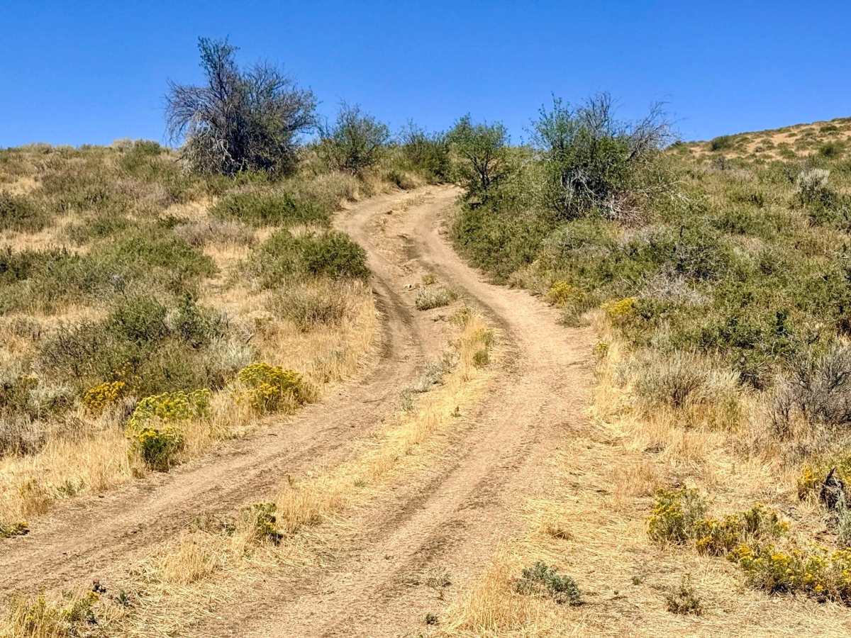  Longhair Trail photo 6