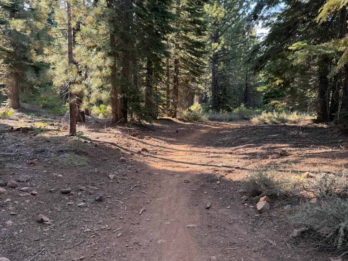 Skidder photo 3