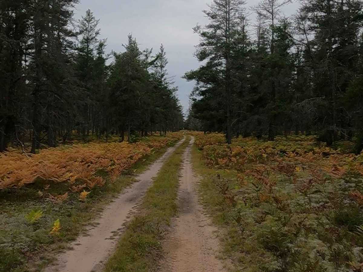 Grouse Track - FSR 3220 photo 3