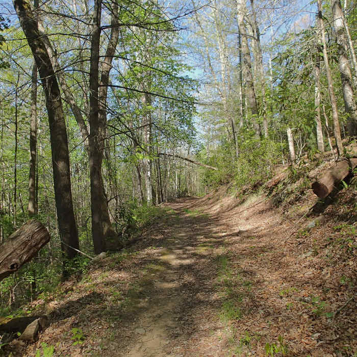 Long Hungry Ridge Trail north of Proctor Field Gap. with permission from Mike Lerch Near Long Hungry Ridge Trail