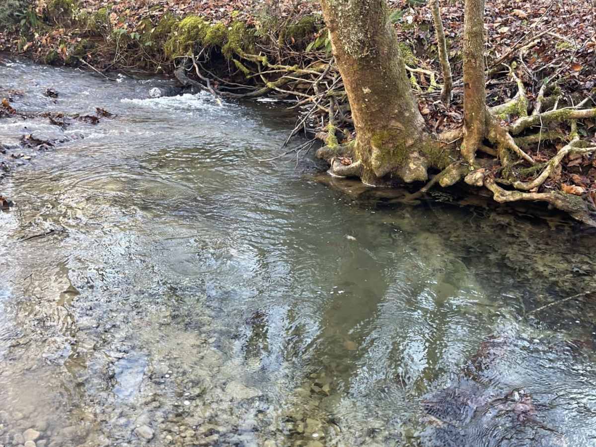 Beech Fork trail photo