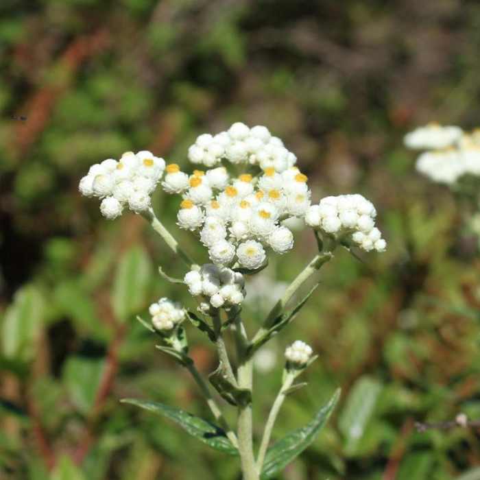 Near Montara Mountain Trail