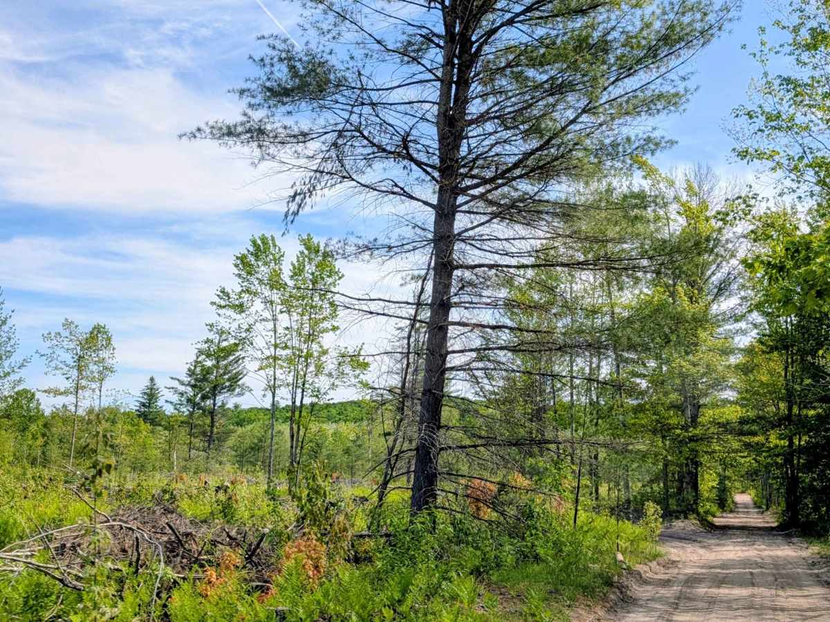 Spoelma Road trail photo
