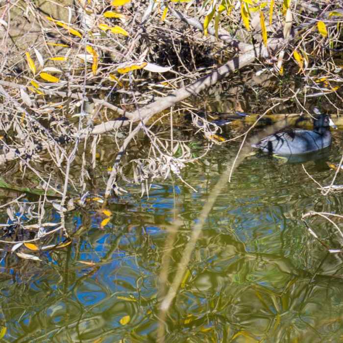 Near Oak Canyon + Grasslands Crossing Loop, Mission Trails Regional Park