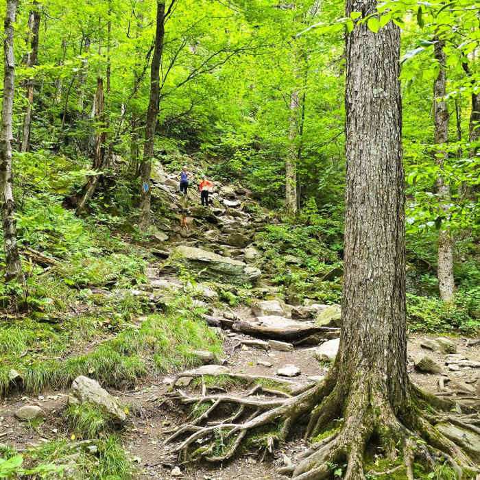 Near Pinnacle Meadows Trail