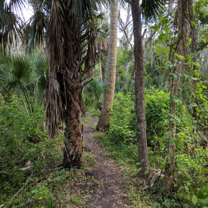 Near Black Bear Wilderness Area Trail