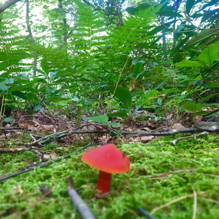 Near Cascades Trail #70